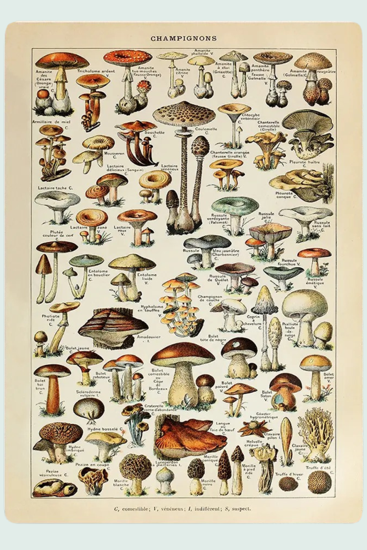 Metallikyltti, Champignon Botanical Plate