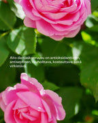 Rose Floral Water luomu ruusuvesi