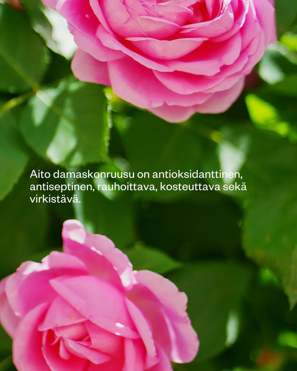 Rose Floral Water luomu ruusuvesi