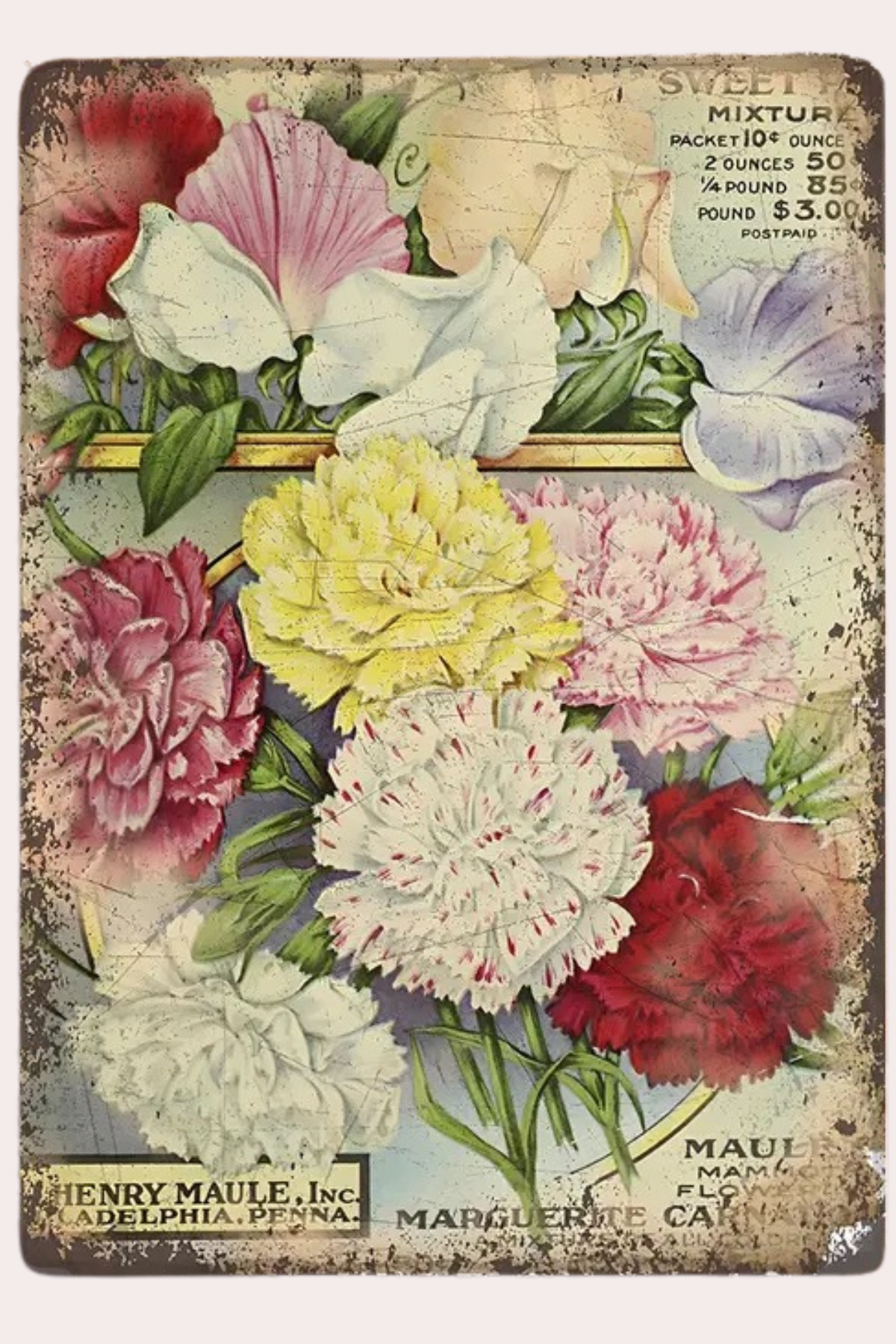 Metallikyltti, Sweet Pea Botanical Flowers